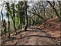 SJ6308 : Woodland along the Shropshire Way by Mat Fascione
