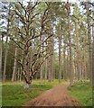 NH9459 : Path, Culbin Forest by Craig Wallace