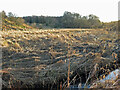 Woodland and open ground by the Erring Burn