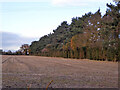 Shelter belt between fields, Stutton