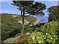 View through garden south east from entrance to Chygurno Gardens