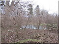 The Lily Pond, Lochend Woods