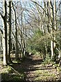 Path down the valley of the Dipton Burn