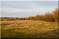 Arable field off Lower Road, Hullbridge