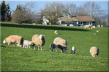 SU0306 : Sheep in field below Horton Tower by David Martin