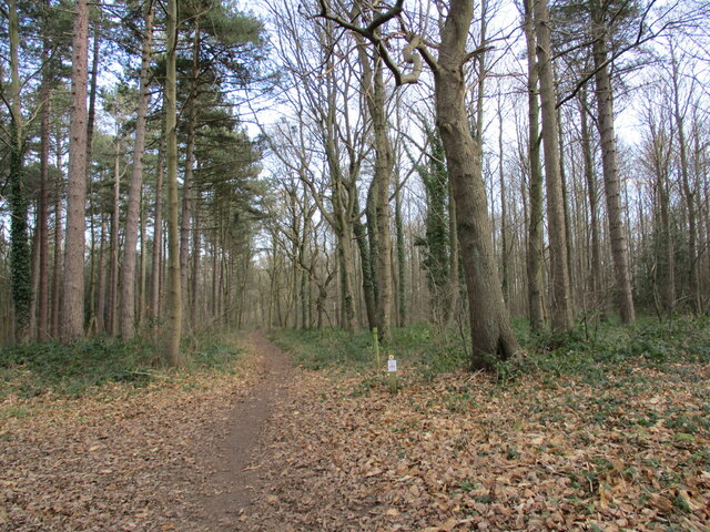 Thynghowe Trail, Windmill Plantation © Jonathan Thacker :: Geograph ...