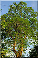 Tree, Meavy Avenue, Shiphay