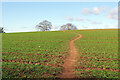 Path towards Harborough Hill