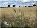 Stubble field north of Kenilworth Road