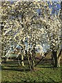 SP2965 : Flowering cherry, St Nicholas Park, Warwicck by Robin Stott