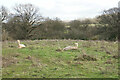 Alpacas near Park Farm