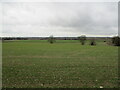 Autumn sown crop. High Toynton