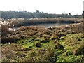 Pond in Valley Road Park