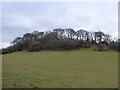 Wooded hill near the footpath