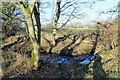 Trees beside the burn