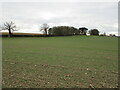 Autumn sown crop and woodland at Scrafield