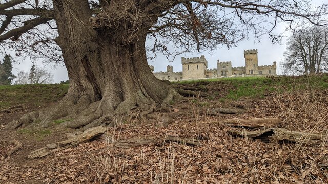 Tree at Downton Castle by Fabian Musto