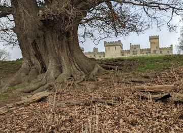 SO4474 : Tree at Downton Castle by Fabian Musto