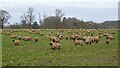 Suffolk sheep feeding on a root crop