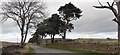 Scots pines beside road heading NW at Keld Farm