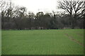 Farmland and hedge