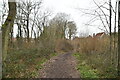 Woodland footpath