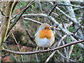 Robin at Forest Farm