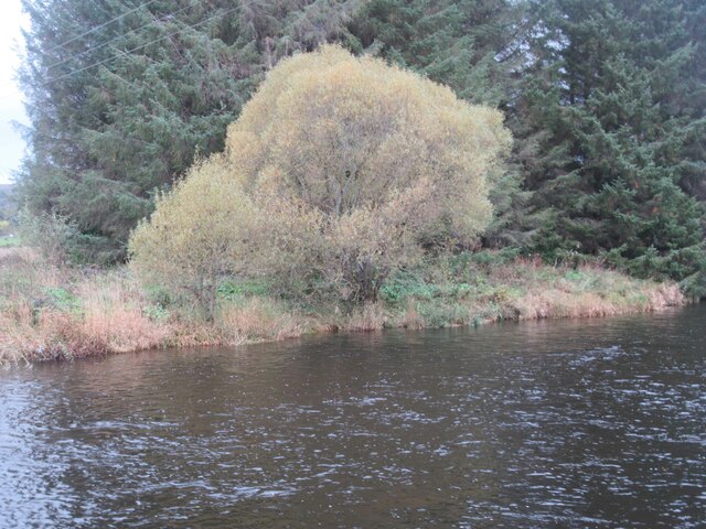 River Tweed, Woodland and Tree