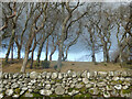 Coedlan ger Pant-y-Cyff / Woodland near Pant-y-Cyff (1)