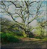 SP9713 : Tree on Moneybury Hill, Ashridge Estate by Humphrey Bolton