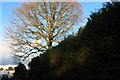 Large tree by New Road, Aldham