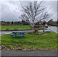 Leafless tree, Llanhamlach, Powys