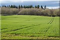 Field of winter cereals