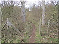 Footpath through trees