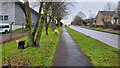 Feral sheep at Coleford