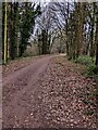 Track into woodland near Hendre, Monmouthshire