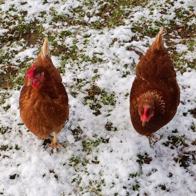 Hy-Line Brown hens at Marowan © Julian Paren :: Geograph Britain and ...