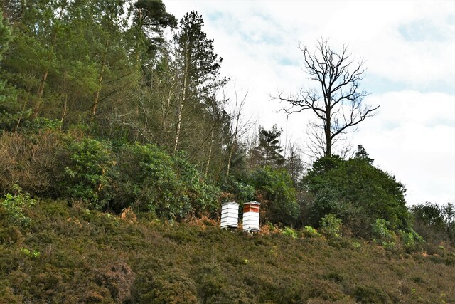Leonardslee Gardens: Beehives placed above a bank of heather