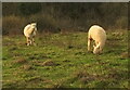 Alpacas, Hook Norton