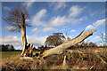 A storm damaged tree at Bemersyde