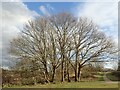 East Wickham Open Space