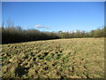 Rough grassland near Bennerley Viaduct