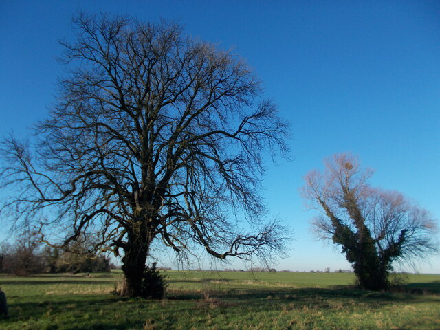 Two trees on Long Meadow