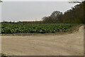 A field of brassicas