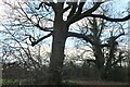 Large tree on Rowley Lane, Borehamwood