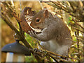 SD7807 : Grey Squirrel (Sciurus carolinensis) by David Dixon