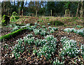 Snowdrops in Killochan woodland