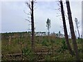 NU0809 : Storm Arwen at Thrunton Wood by Leanmeanmo