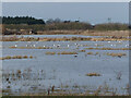 Flood on Bullocks Haste Common