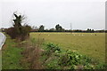 Sheep grazing by Burwell Road, Reach